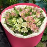 Перуанские бабочки